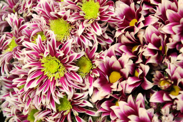 Beautiful flowers. Chrysanthemums. Background. bright colours