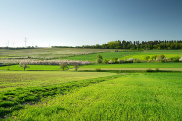 Obstbäume Mundelsheim
