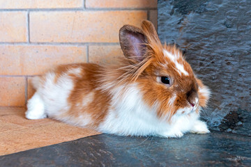 A beautiful decorative rabbit lies and rests calmly at home.