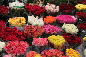 Beautiful flowers. Chrysanthemums. Background. bright colours