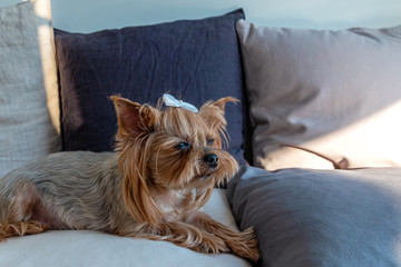 Yorkshire terrier closeup portrait. The dog lies on the pillows in the house and looks into the distance.