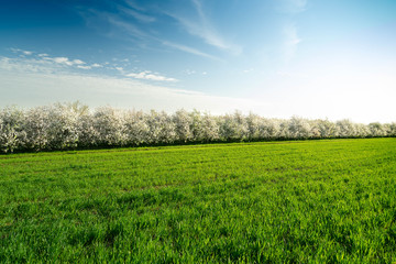 Obstbäume Mundelsheim