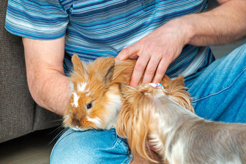 A man shows his love and care for pets - a rabbit and a little terrier.