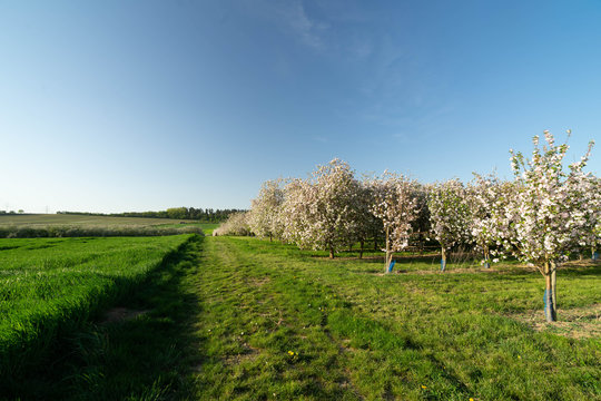 Obstbäume Mundelsheim