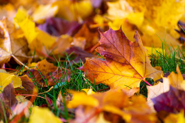 oregon sugar maple tree leaves macro