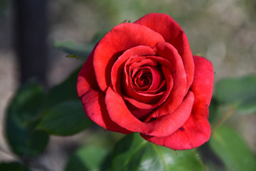 red velvet texture rose close up