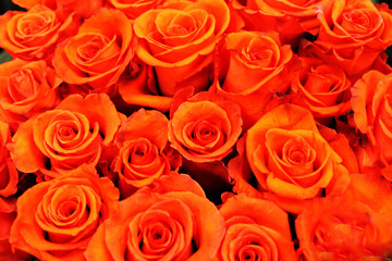 Beautiful flowers. Chrysanthemums. Background. bright colours