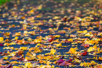 Obraz premium oregon sugar maple tree leaves on the sidewalk
