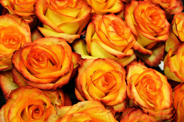 Beautiful flowers. Chrysanthemums. Background. bright colours