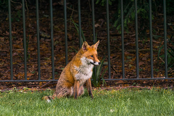 Photo of a red fox sitting in a park in London