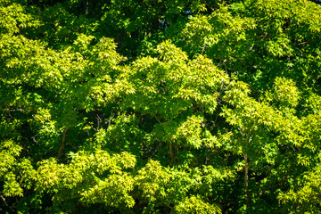 green trees in a forrest