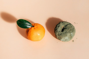 Fresh and rotten mandarins. Spoiled tangerines with green mold and fungus and a ripe fresh one with...