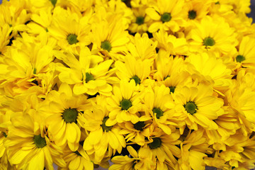 Beautiful flowers. Chrysanthemums. Background. bright colours