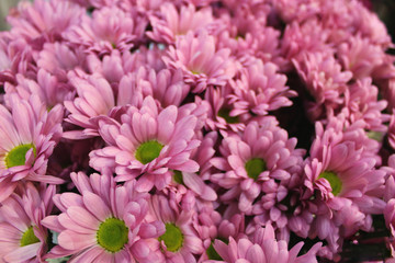 Beautiful flowers. Chrysanthemums. Background. bright colours