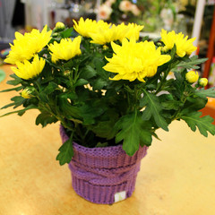 Beautiful flowers. Chrysanthemums. Background. bright colours
