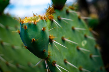 prickly pear cactus