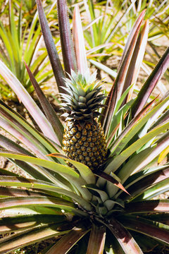 Pineapple in the wild