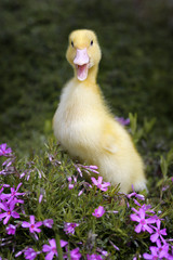 Little fluffy duck chick among violet flowers of grassy phlox
