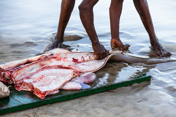 Shark is be filleted at the beach of Tarrafel, Santiago Island, Cape Verde