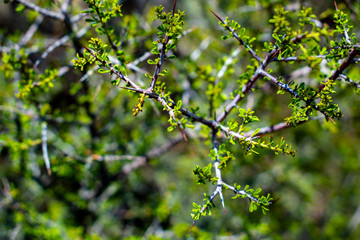 macro tree sonoran desert tucson arizona