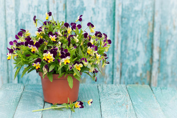 Pansies in a brown flower pot on a wooden blue background in the style of Provence