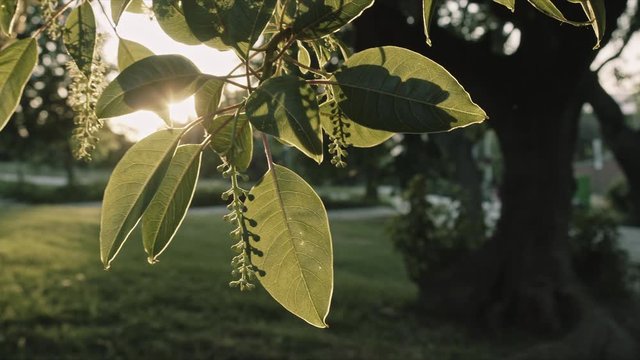 Luz del sol a contraluz con las hojas de un Arbol en Barcelona