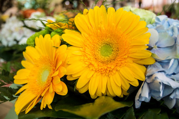 Beautiful flowers. Background. bright colours