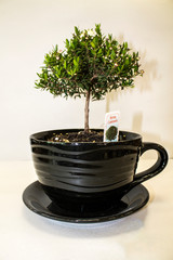 Beautiful flowers. Background. bright colours