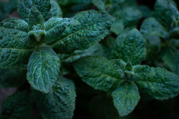 Mint leaf texture. Green fresh leaves of peppermint, mint, lemon balm close-up macro shot. Ecology natural layout. Mint leaves pattern, spearmint herbs, peppermint leaves, nature background