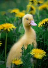 Little fluffy duck chick among yellow spring dandelions