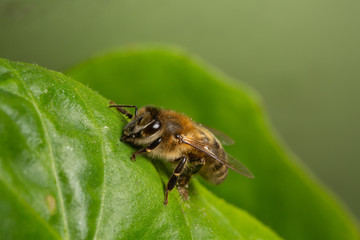 bee on a flower
