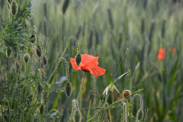 rod poppies in a field in summer
