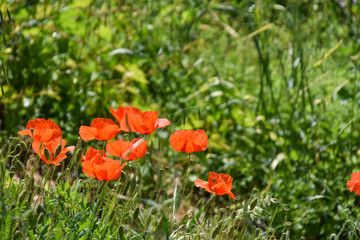 rod poppies in a field in summer