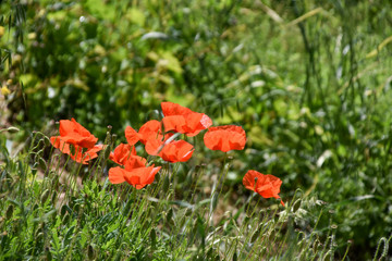rod poppies in a field in summer