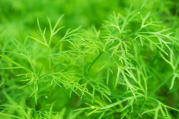 Young dill grows in a greenhouse. The concept of fresh herbs, flavoring, healthy food, veganism. Detailed macro photo.