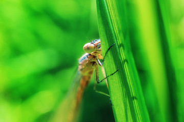 Dragonfly sits on a green blade of grass close-up. Macro photo. The concept of summer, insects. Copyspace.