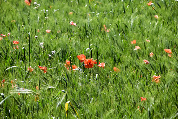 rod poppies in a field in summer