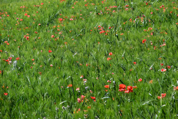 rod poppies in a field in summer