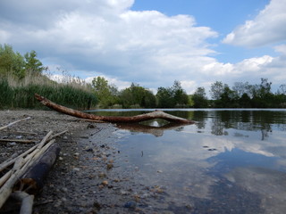 Fototapeta na wymiar stick on the lake