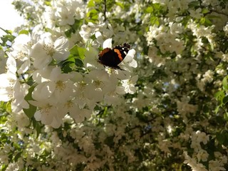 butterfly on a flower