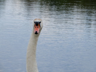swan on the water