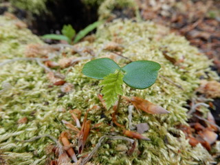 green moss on the rock