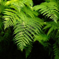 fresh green fern leaves on black background