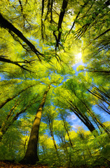 Fototapeta Majestic super wide angle upwards view to the canopy in a beech forest with fresh green foliage, sun rays and clear blue sky obraz