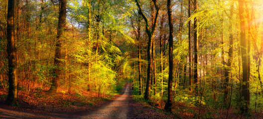 Gold forest scenery with rays of warm light illumining the foliage and a footpath leading into the...