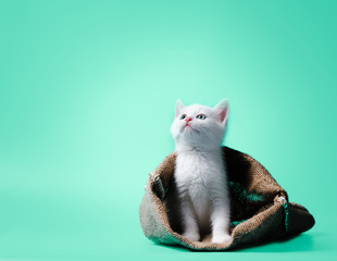 white kitten in a sack on light green background