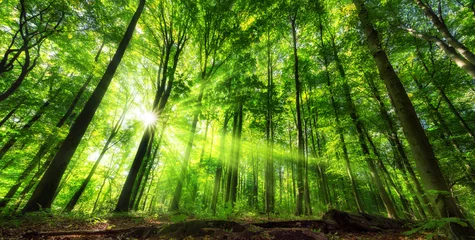 Foto op Aluminium Levendig panoramisch landschap van verlicht gebladerte in een weelderig groen bos, met levendige kleuren en zonnestralen © Smileus