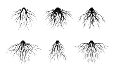 Set black Roots on white background. Vector Illustration and graphic element.