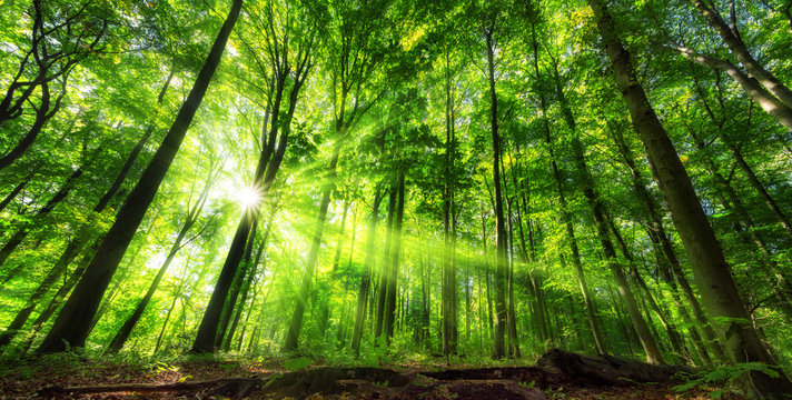Fototapeta Vibrant panoramic scenery of illuminated foliage in a lush green forest, with vibrant colors and rays of sunlight 