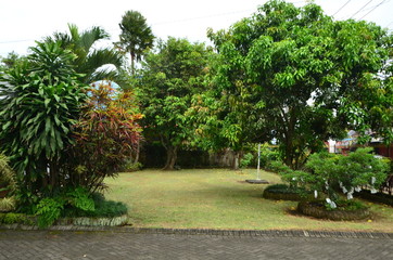 Fototapeta premium tropical garden with beautiful and unique plants